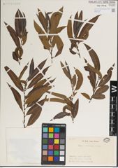 Foto von Salix jessoensis Seemen